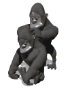gorilla puliscono.gif